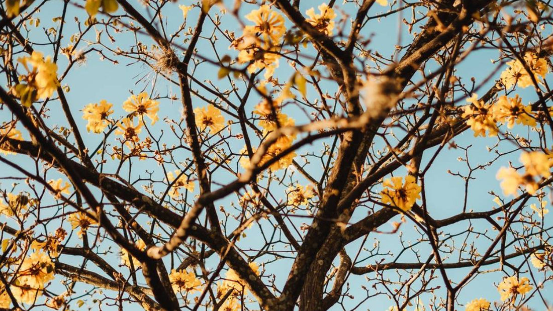 Solbari Blog the importance of protecting your skin during autumn