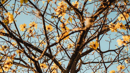 Solbari Blog the importance of protecting your skin during autumn